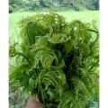 Daun Pakis Sayur Murah. 