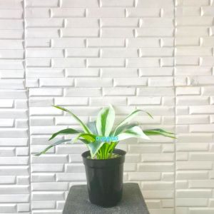 Tanaman Hias Daun Pandan Bali X12 Plastik Artificial Pot Effiel Hitam Pajangan Dekorasi Ruangan