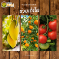 🌽 7-17-37 (ปุ๋ยเกล็ดเรือใบ) 1กิโลกรัม เร่งหวาน เร่งสี เร่งหัว เพิ่มน้ำหนัก ป้องกันผลล้ม. 