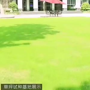 草坪草籽护坡狗牙根草皮早熟禾四季常青庭院白三叶绿化黑麦草种子