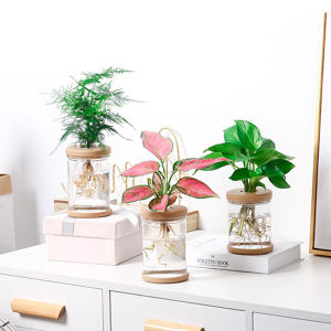 [Energetic] ขี้เกียจโปร่งใสกระถาง hydroponic ดูดซึมน้ำอัตโนมัติ