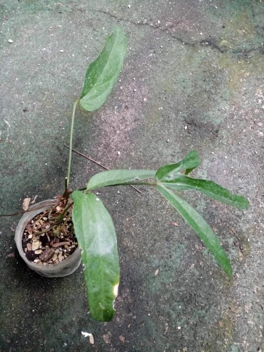 anthurium pentaphyllum var. bombacifolium live aroid plant var