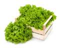 (370 SEEDS) - GREEN RAPID LETTUCE SEEDS/RAPID LG/FOR BEGGINERS VARIETY/EASY TO GROW. 