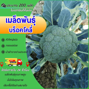 200 เมล็ด เมล็ดพันธุ์ บล็อคโคลี่ สีเขียว บล็อคโคลี่ บร็อค เมล็ดพันธุ์ผัก เมล็ดผัก เมล็ดพืช ผักสวนครัว นำเข้าจากต่างประเทศ ปลูกผัก สวนครัว ถูกดี