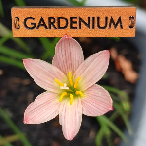 Umbi Bunga Rain Lily Sunset Strain - Rainlily Zephyranthes Hybrid