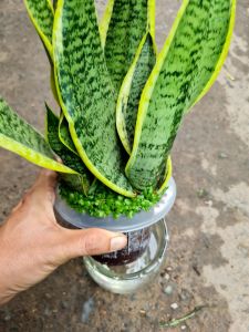 Cây lưỡi hổ thủy sinh trong chậu thủy tinh phong thủy lọc khí dễ trồng để bàn làm việc cực tốt cục dễ trồng dễ chăm sóc|Minh Hân Garden