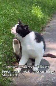 Dewormer Ubat Cacing Kucing 1bot/100 Tabs Pet Internal and External Dogs and Cats Parasit Cacing
