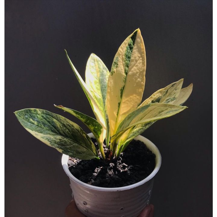 Tanaman bunga Anthurium jemani variegata menor / Anturium jemani varigata  var mewah | Lazada Indonesia