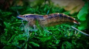 Malayan shrimp / Malayan rainbow shrimp /Caridina cf. babaulti Bouvier/ 马来亚虾    1-2cm