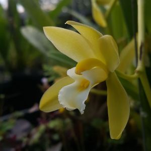 กล้วยไม้ กะเรกะร่อนเผือกทองใหญ่ กล้วยไม้สวยๆ ดอกมีกลิ่นหอม ออกดอกตลอดทั้งปี /Taeng Suan shop