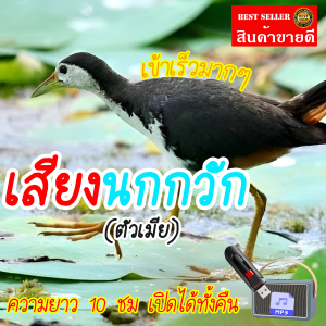 Mini Shop เสียงต่อนกกวัก แฟลชไดร์ฟ USB เสียงต่อนกกวัก เสียงดังฟังชัด เสียงนกแท้ เสียงดังฟังชัด100% เข้าง่ายติดง่าย