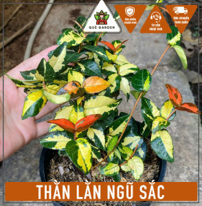 Cây Thằn Lằn Ngũ Sắc - Dây leo mang màu sắc rực rỡ - Cho không gian sống thêm sang trọng!