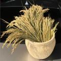 Bông lúa khô trang trí 1 bó 50 nhánh hạt lúa nguyên thủy GG123. 