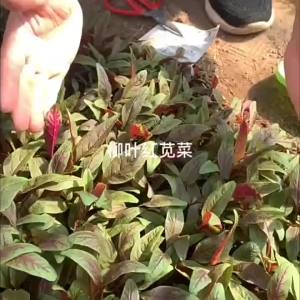Fresh Summer Heat-Resistant Red-stemmed Round-leaf Amaranth Greens: A Complete Collection of Vegetable Varieties