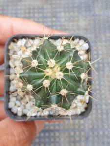 ต้นกระบองเพชร เฟอโร Ferocactus flavovirens Ferocactus แคสตัส #cactus