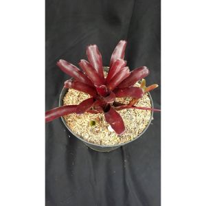 Sindo - Bromelia Live Plant 2LJMHWNVPD