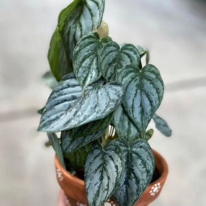 Philodendron Brandtianum Tanaman Hias Philo Brandit