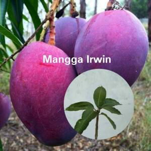 Bibit Buah Unggul Mangga irwin🌱Kulitnya Berwarna Ungu Cerah. Mangga Jenis ini Sukses menarik perhatian para pencinta buah yang kaya akan vitamin C ini.  Bukan hanya cantik buah ini juga memiliki rasa yang enak l