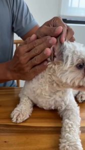 Pet Ear Drops For Eliminate Ear Mites Treating Ear Canal Odor Pus And Itching For Dogs & Cat