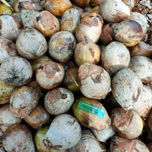 มะพร้าวทำบอนไซ กะลาเล็ก(พันธุ์พวงร้อย) มะพร้าวสำหรับเพาะเพื่อปลูก ทักข้อความแจ้งความต้องการเมื่อสั่งซื้อเพื่อจัดส่งตรงตามวัตถุประสงค์