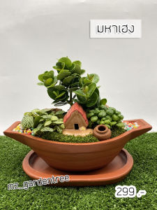 คลิกที่ชื่อของการซื้อ ต้นไม้จริง 🎍🎍 สวนถาดต้นมหาเฮง 🎍🎍 **สวนถาดต้นมากยิ่งเรียบเนียน ใช้ฟิลเลอร์ทุกต้น