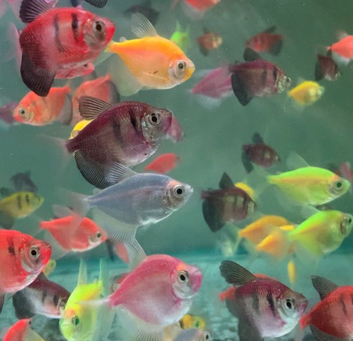 Tetra Fish Tetra glo 4pcs Live Fish Aquarium Ikan Hidup Ikan Hiasan