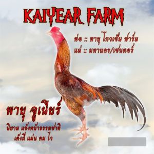 ไข่เชื้อไก่ชน ลูกพายุ โกวเซ้มฟาร์ม แข้งหน้าธรรมชาติ แผลคอ แผลตา คัดพิเศษ รับประกันเชื้อ ส่งด่วนทั่วประเทศ