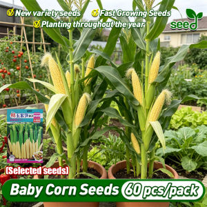 (Fast Growing 60pcs) High Yield Sweet Baby Corn Seeds Mini Fruit Corn Seeds F1 Corn Seeds Organic Fruit and Vegetables Seeds for Gardening Bonsai Potted Condor Corn Plant Seeds for Garden Balcony Potted Live Plant Corn Seedlings Corn Fruit Planting