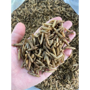 2kg sâu canxi sấy PHỒNG TO - Sâu To - dinh dưỡng cho vật nuôi gà chim cá