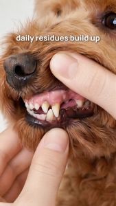 PET Dental Finger Wipes Remove Bad Breath Gentle Teeth Clean Wipes Cat Dog 50pcs
