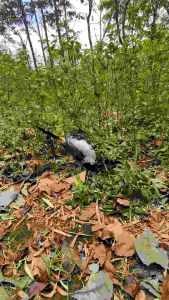 JARING JEBAK BURUNG KUTILANG p10 JALA PIKAT BURUNG KUTILANG MURAH JARING JEBAK EMPRIT JARING JEBAK KUTUT SIAP TEBAR JARING BURUNG PIKAT SIAP RAKIT RAKITAN JARING SIAP PAKE JALA BURUNG KUTILANG PERANGKAP KUTUT SIAP TEBAR JARING PIKAT PERKUTUT JALA JARING P