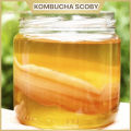 Kombucha SCOBY tốt cho sức khỏe, con giống thủy sâm làm trà. 