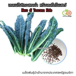 KALE เคลใบหยิกสีแดง + เคลเนโรดิทอสคาน่า หรือเคลไดโนเสาร์
