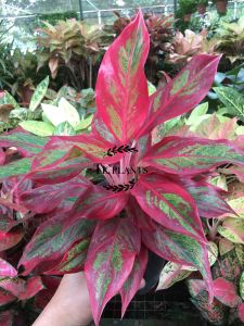 Sov  real live plants  pokok hidup  algaonema aurorapokok keladi  indoor plants  decor  garden