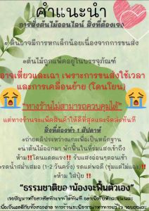 ยางอินเดียดํา พร้อมกระถางมินิมอล+จานรอง ขนาด8นิ้ว