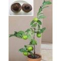 CÂY GIỐNG HỒNG ĐEN SOCOLA( Black Sapote) NHIỆT ĐỚI SIÊU NGON, CAM KẾT CHUẨN GIỐNG F1. 