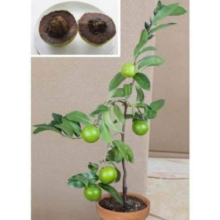 CÂY GIỐNG HỒNG ĐEN SOCOLA( Black Sapote) NHIỆT ĐỚI SIÊU NGON, CAM KẾT CHUẨN GIỐNG F1