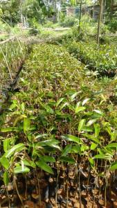 Bibit Durian Okulasi (Newborn) 3 Tahun Berbuah | Musangking Montong Duri hitam / Blackthorn Super Tembaga.