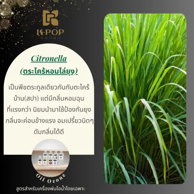 |K-Pop Aroma| น้ำมันหอมระเหย เครื่องพ่นไอน้ำ Oil ozone ✅ซื้อ 6 ฟรี 1❤️สำหรับเครื่องพ่นไอน้ำ น้ำหอมอโรม่าขนาดใหญ่ใส่เครื่องฟอกอากาศ ออยโอโซน Aroma for Humidifier น้ำมันหอมระเหย Aroma oil