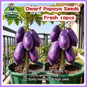100% Legit High Germination 10pcs Purple Papaya Seeds for Planting Fruit Tree High Yield Red Lady Dwarf Papaya Seed Balcony Purple Papaya Fruit Seeds Fresh Papaya Seedlings Bonsai Papaya Plant Seeds for Garden Sweet Papaya Seeds Indoor Outdoor Planting