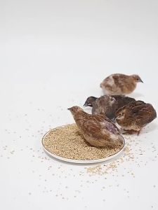 3in1 Food Feed For Rutin Chicken all ages 1kg (Mealworms dried vegetables chicken staple food)
