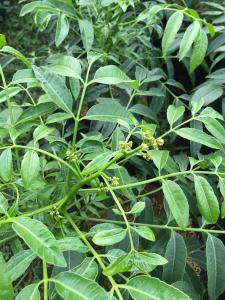 Bibit tanaman pohon kedongdong sudah berbunga siap berbuah | pohon kedongdong sudah berbunga siap untuk berbuah tinggi 40-50cm