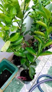 chậu cây chanh không hạt cao 60-80cm