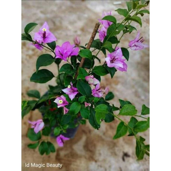 Bibit Bunga Bugenvil ID MAGIC BEAUTY