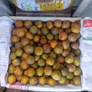 jeruk siem segarr fresh