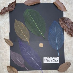 (10 lembar) Kerangka Daun Leaf Skeleton Tulang Daun Rangka Daun Pakis Paku Kering Dekorasi Rustik