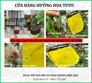 Miếng bẫy ruồi vàng diệt côn trùng 2 mặt keo hiệu quả 90% bẫy tất cả côn trùng bọ trắng bọ trĩ nhện đỏ..trên 6 tháng nhập khẩu Israel Cuộn 100m