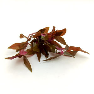 Alternanthera reineckii Rosaefolia丹麦红玫瑰/Emerge水上叶/Aquatc plant/Tumbuhan Akuatik