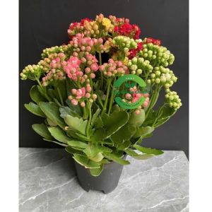 Hoa Sống Đời Thái Mix 3 - 5 Màu – Lá To Nhiều Nụ Nhiều Hoa Dễ Trồng Dễ Chăm