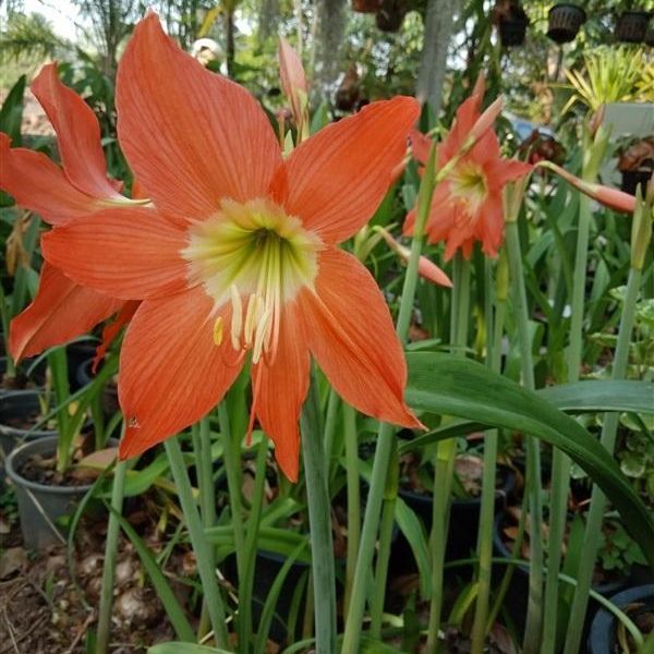 วิธีสร้าง get request ใน python... 2 หัว ว่านสี่ทิศ amaryllis สีส้มไข่ดาว พันธุ์พื้นเมือง ทนแดดทนฝน หัว ...